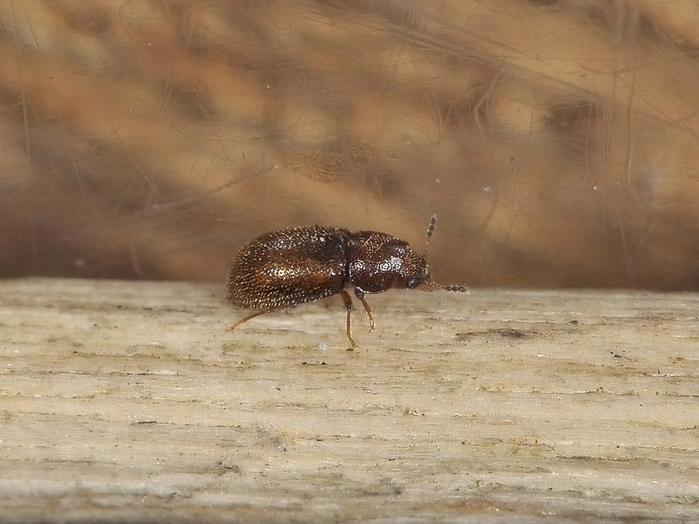 Cisidae - Cis sp.